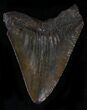 Glossy, Brown Megalodon Tooth #21974-2